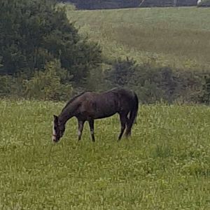 Meet your Posher, Belinda